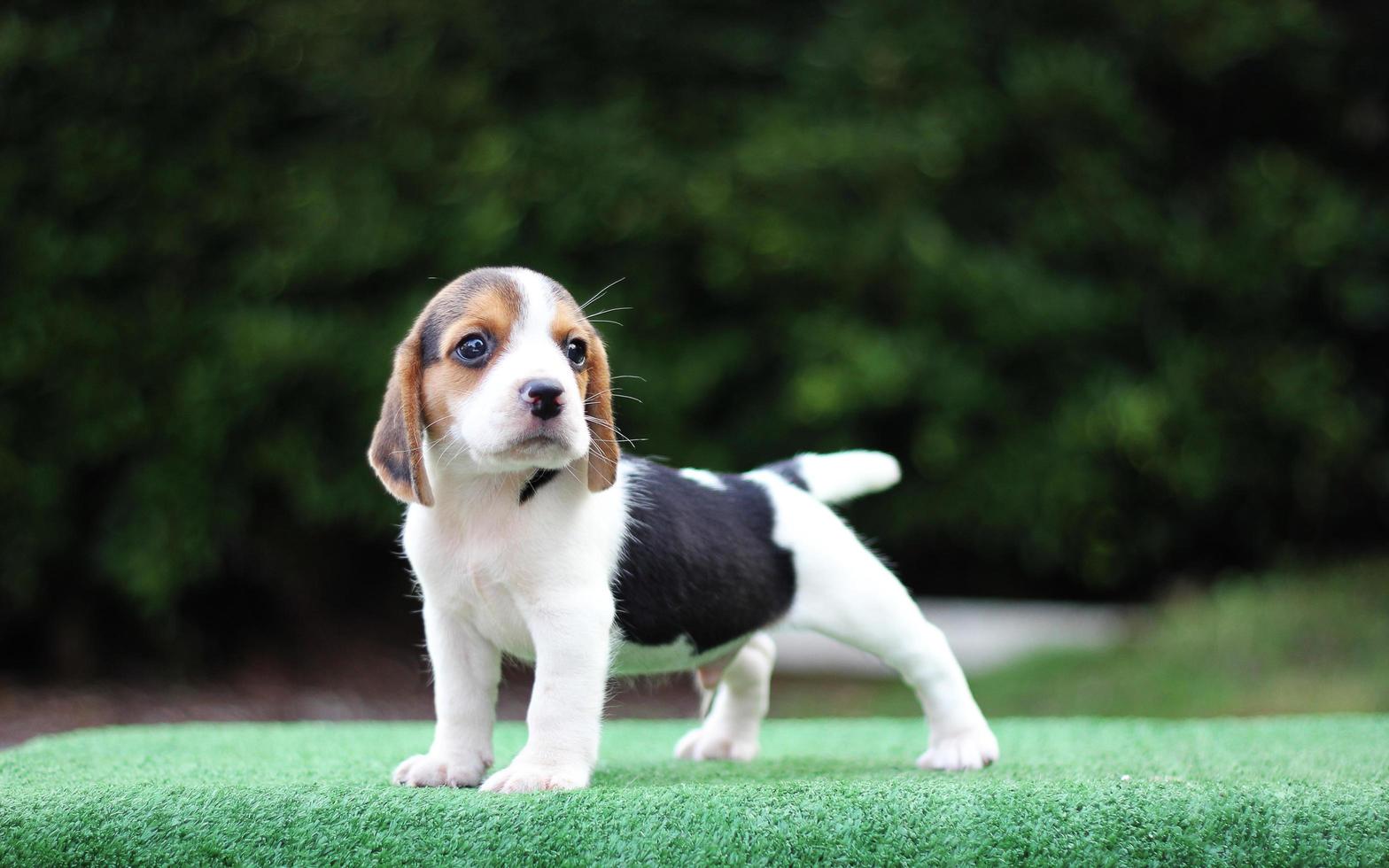 Adorable Tricolor  beagle on white screen. Beagles are used in a range of research procedures. The general appearance of the beagle resembles a miniature Foxhound. Beagles have excellent noses. photo