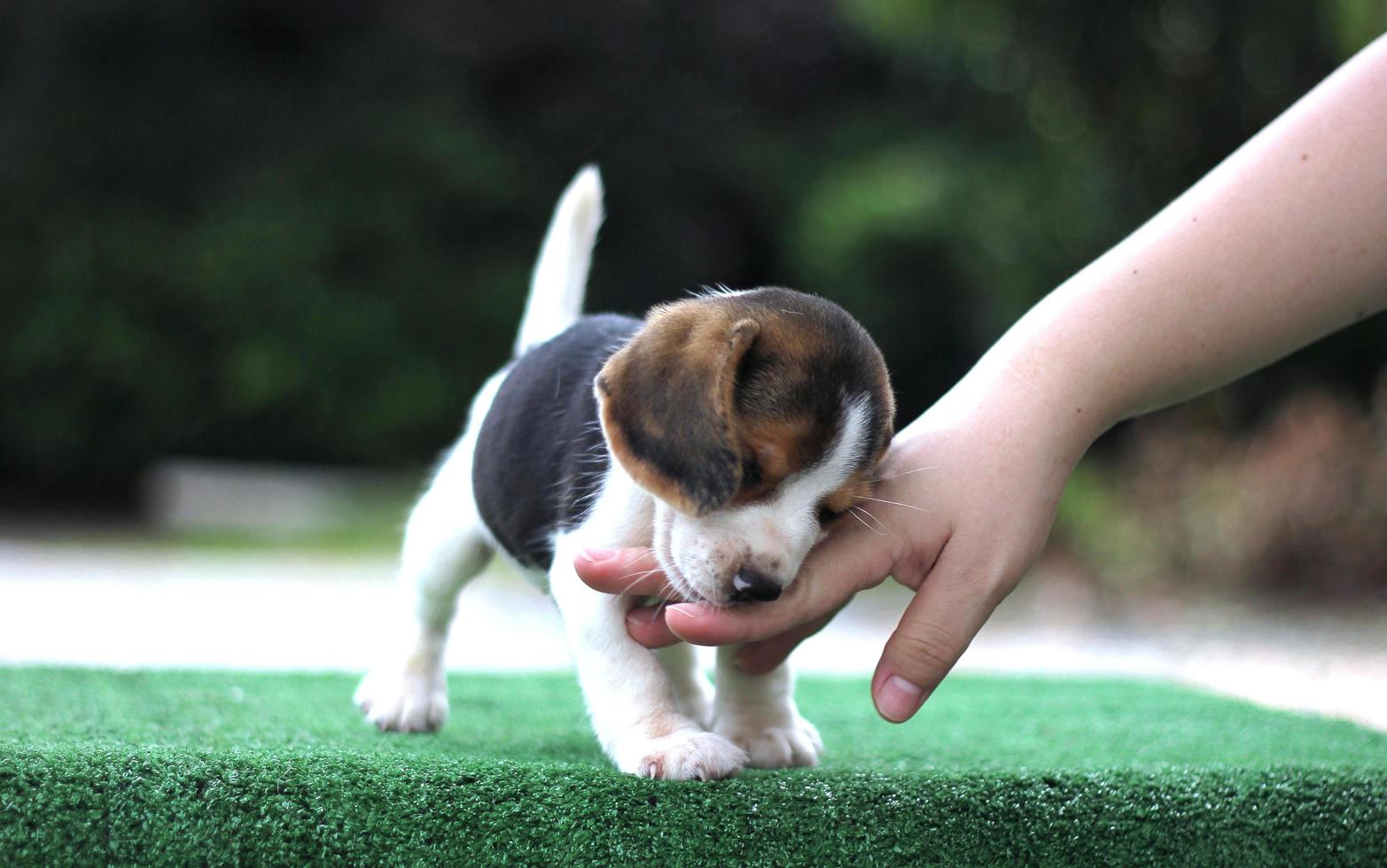 adorable beagle tricolor en pantalla blanca. Los beagles se utilizan en una variedad de procedimientos de investigación. la apariencia general del beagle se asemeja a un raposero en miniatura. Los beagles tienen excelentes narices. foto