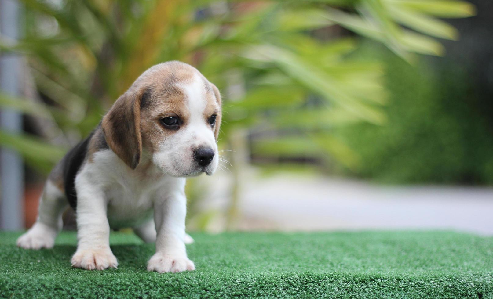 Adorable Tricolor  beagle on white screen. Beagles are used in a range of research procedures. The general appearance of the beagle resembles a miniature Foxhound. Beagles have excellent noses. photo