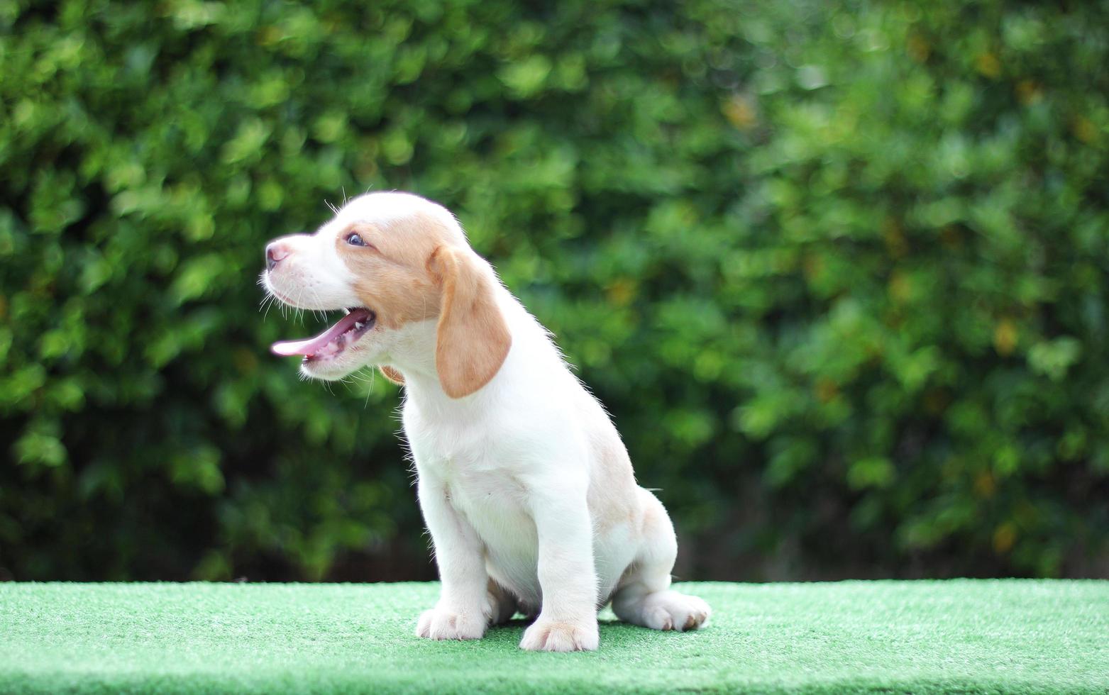 Adorable Tricolor  beagle on white screen. Beagles are used in a range of research procedures. The general appearance of the beagle resembles a miniature Foxhound. Beagles have excellent noses. photo