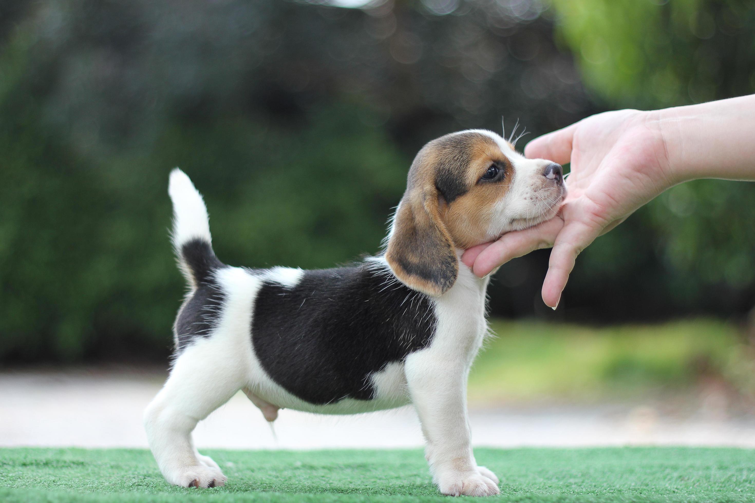 Adorable Tricolor beagle on white screen. Beagles are used in a range