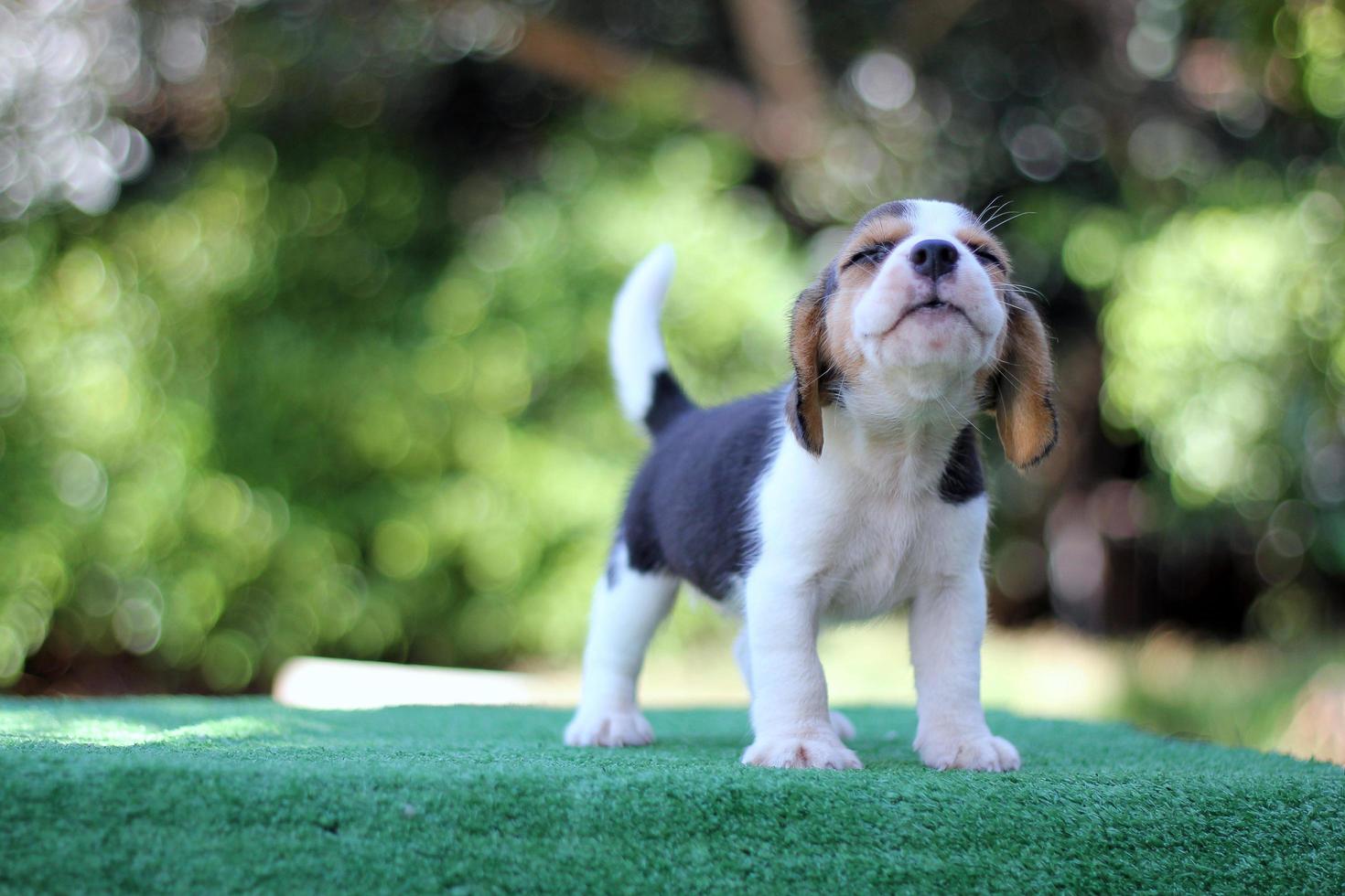 Adorable Tricolor  beagle on white screen. Beagles are used in a range of research procedures. The general appearance of the beagle resembles a miniature Foxhound. Beagles have excellent noses. photo