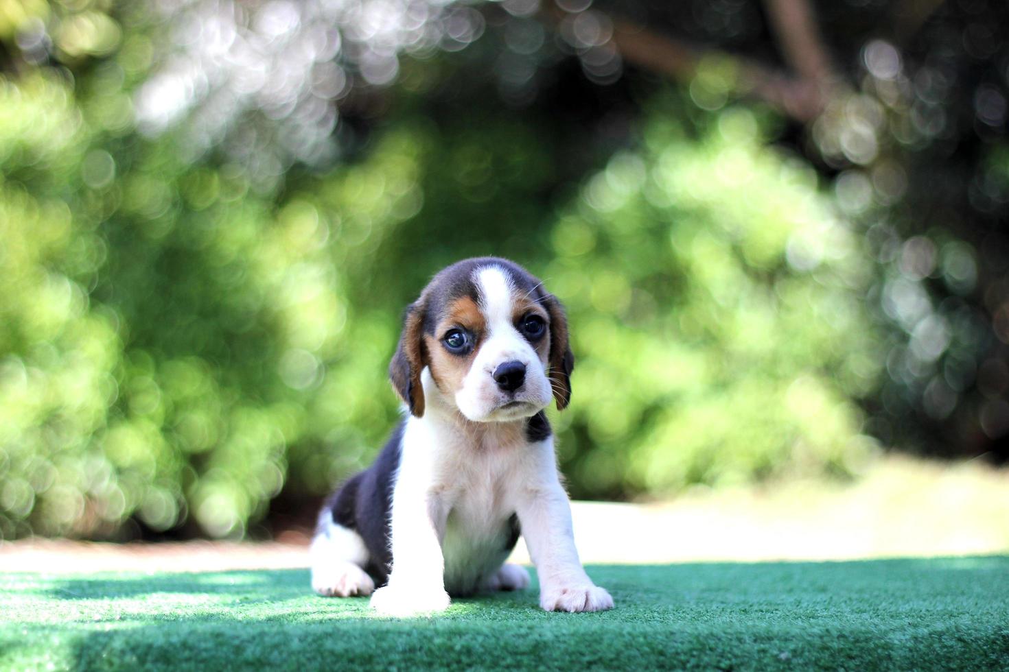 Adorable Tricolor  beagle on white screen. Beagles are used in a range of research procedures. The general appearance of the beagle resembles a miniature Foxhound. Beagles have excellent noses. photo