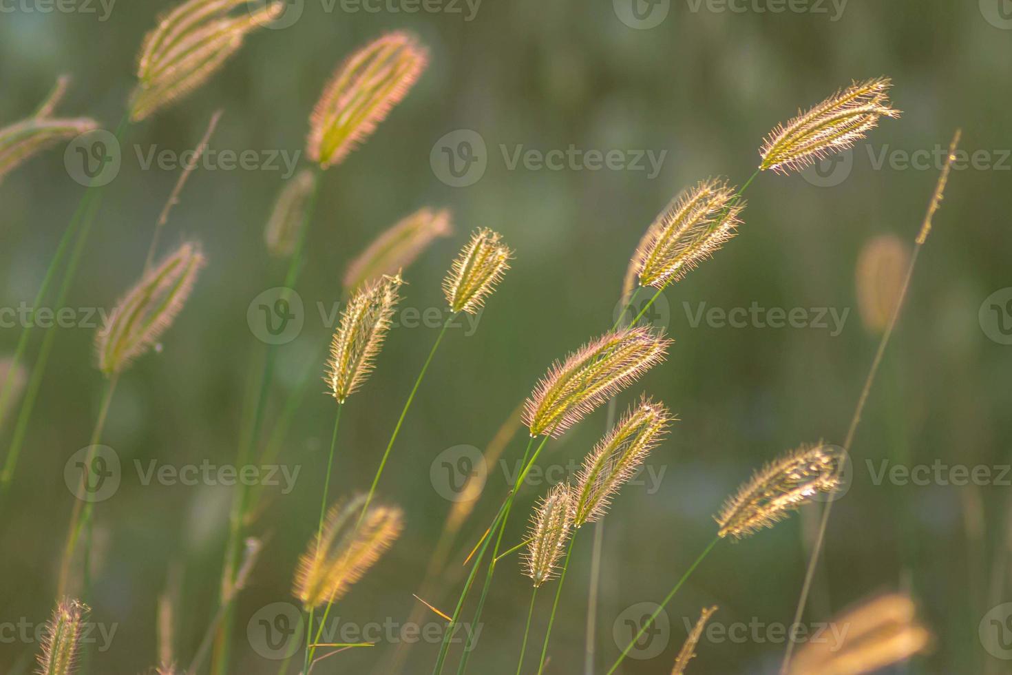 soft focus of beautiful tropical grass flower in nature photo