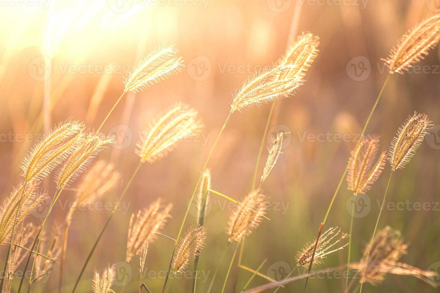 soft focus of beautiful tropical grass flower in nature photo