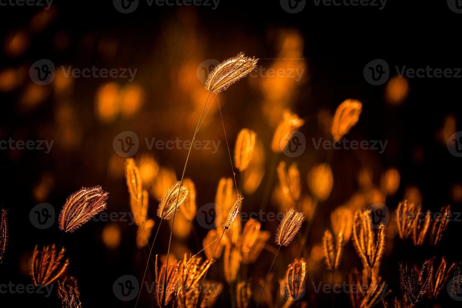 beautiful tropical grass flower in nature photo