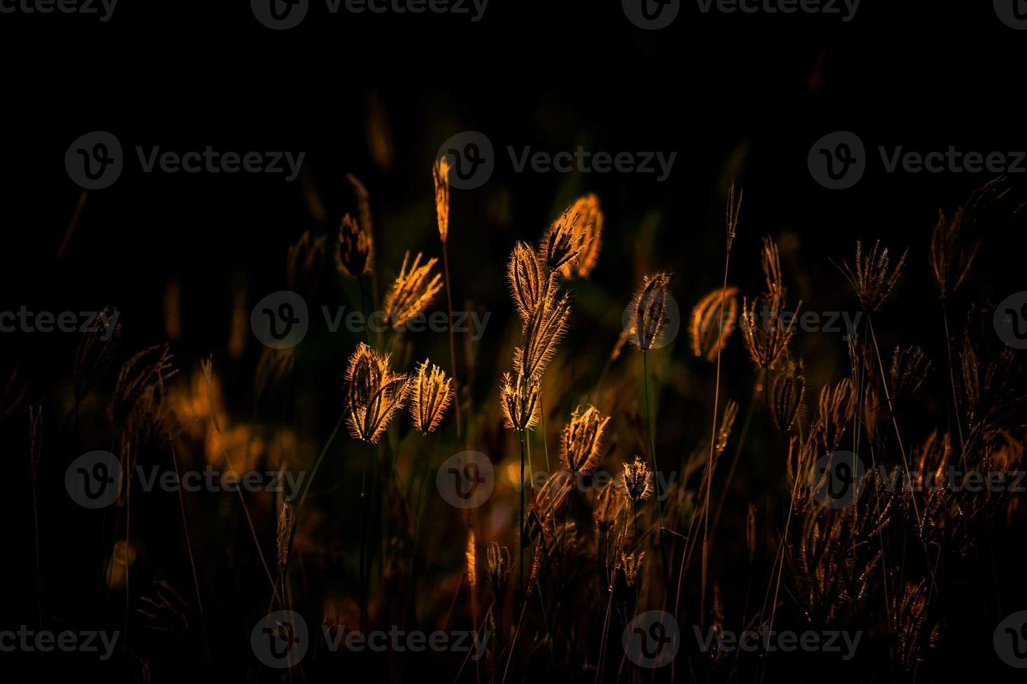 beautiful tropical grass flower in nature photo