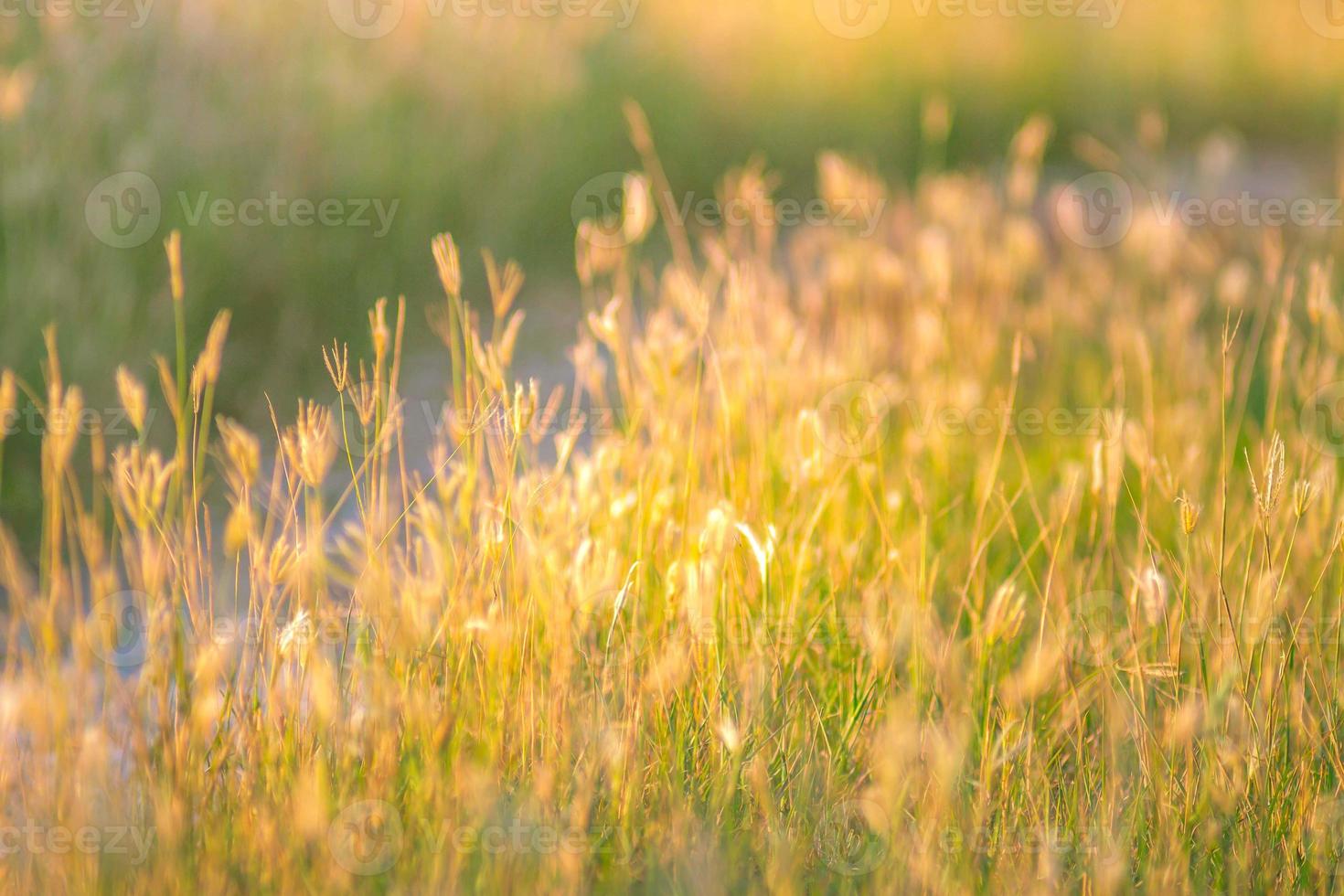 soft focus of beautiful tropical grass flower in nature photo