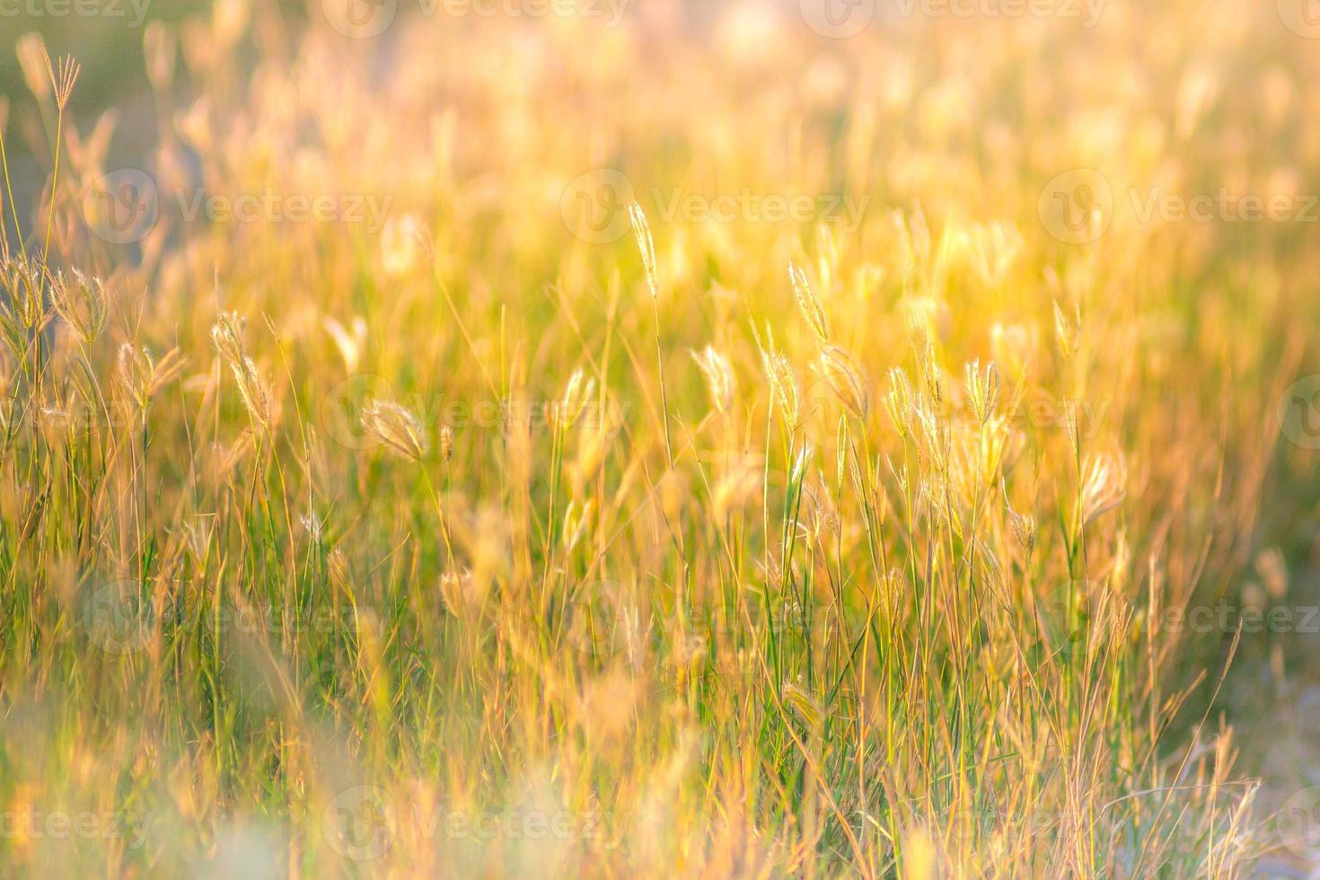 soft focus of beautiful tropical grass flower in nature photo