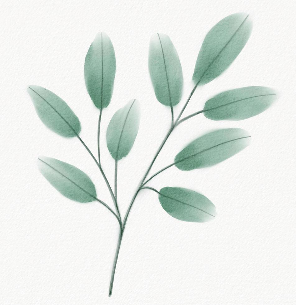 Abstract watercolor painting of floral and leaf on white background. photo