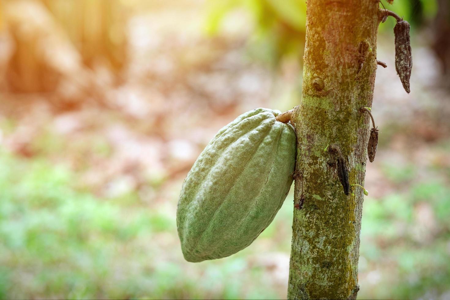 fruta de cacao en un árbol de cacao en una granja de selva tropical. foto