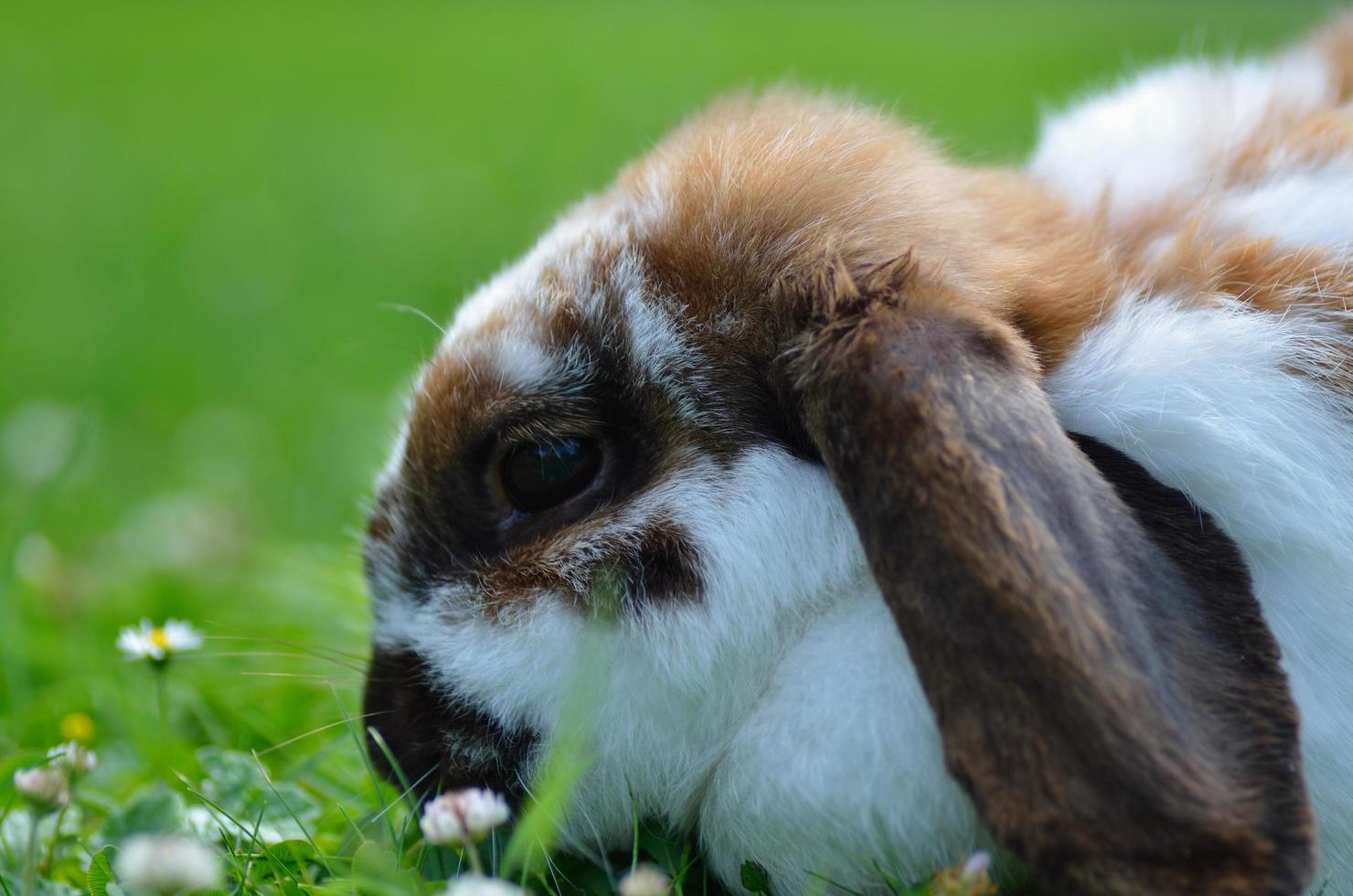 bunny in close up photo