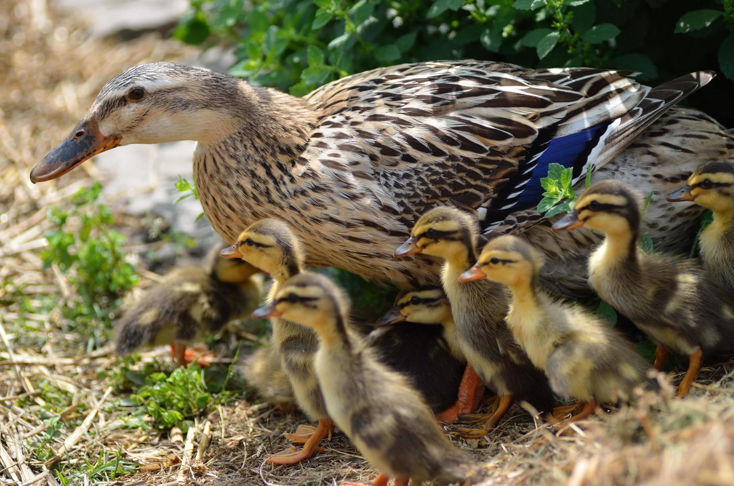 pato corredor indio y muchos bebés foto