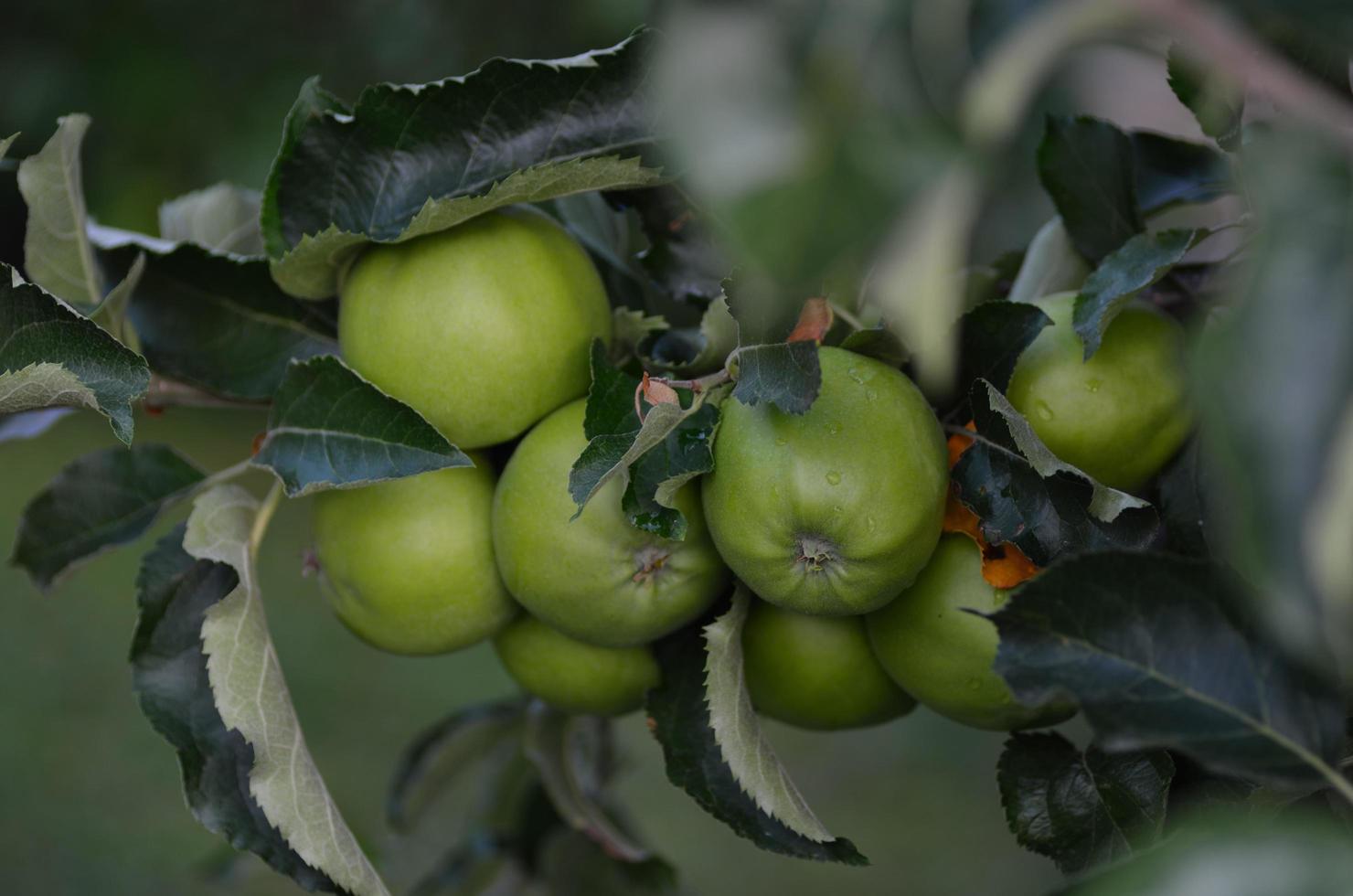 lots of apples on a tree photo