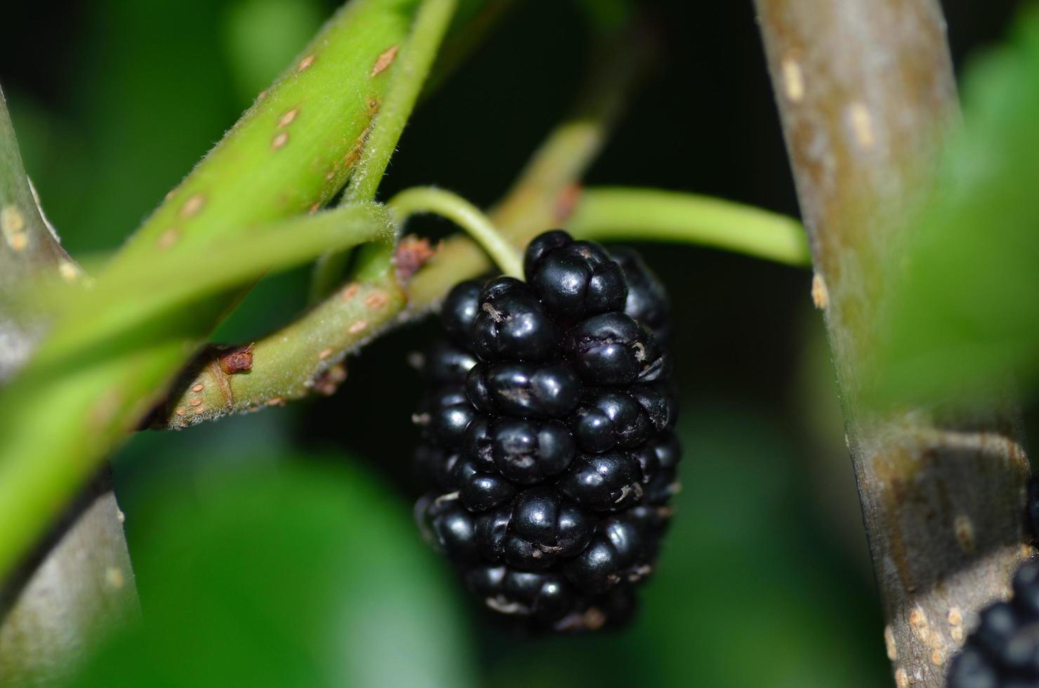 mulberry in macro view photo