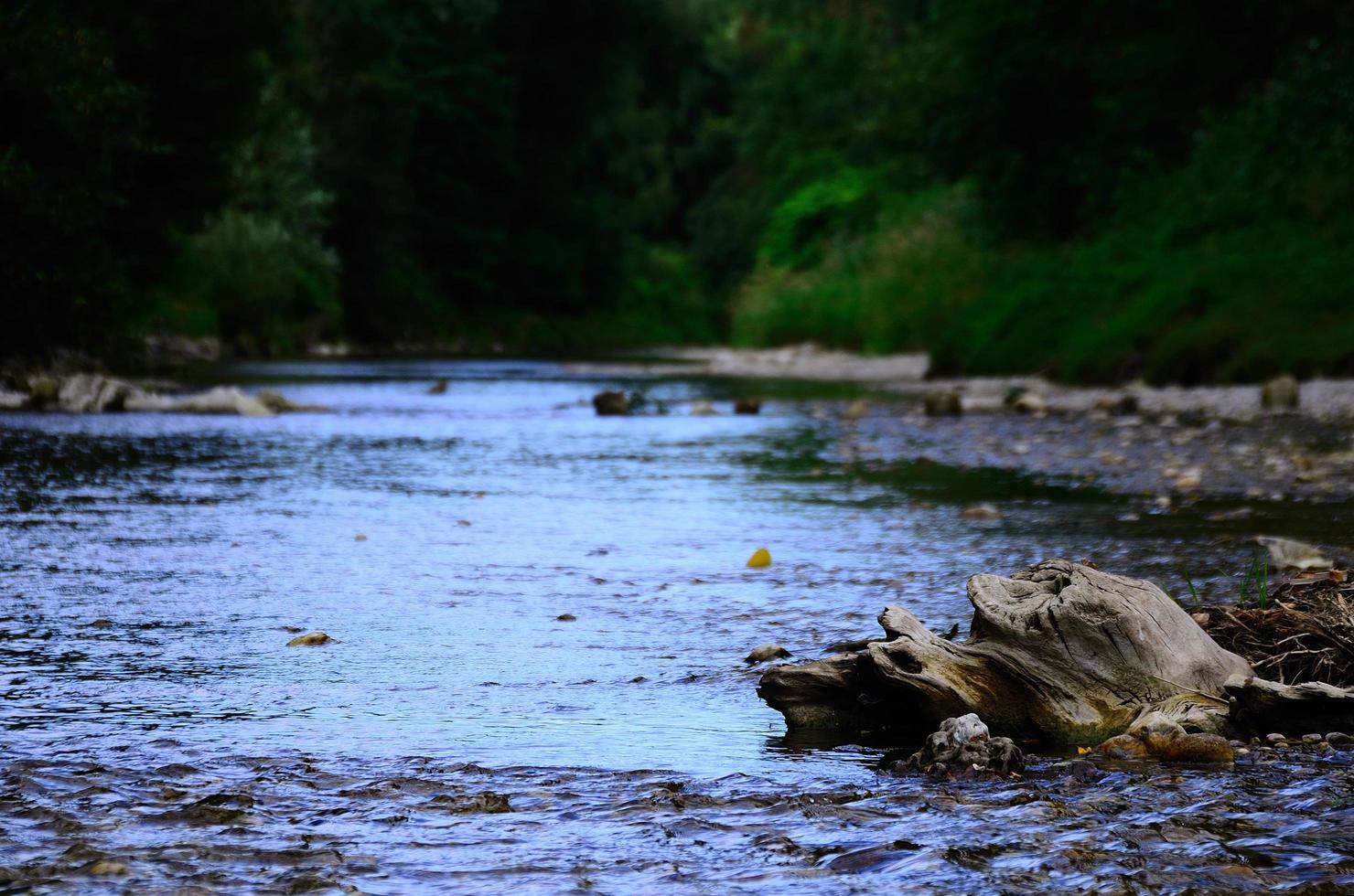 tree trunk in creek photo