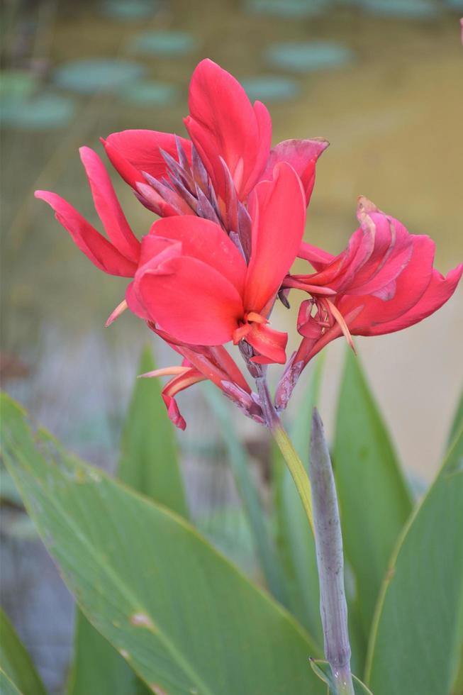 Red canna flowers are blooming in a Thai garden. photo