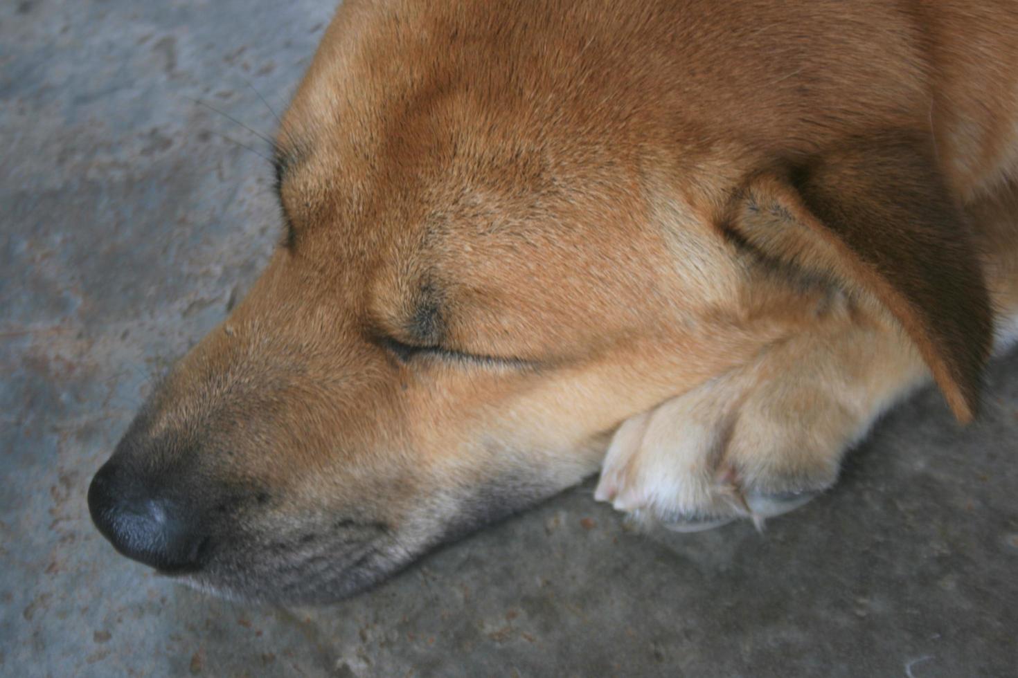 The brown dog lay calmly on the cement floor. photo
