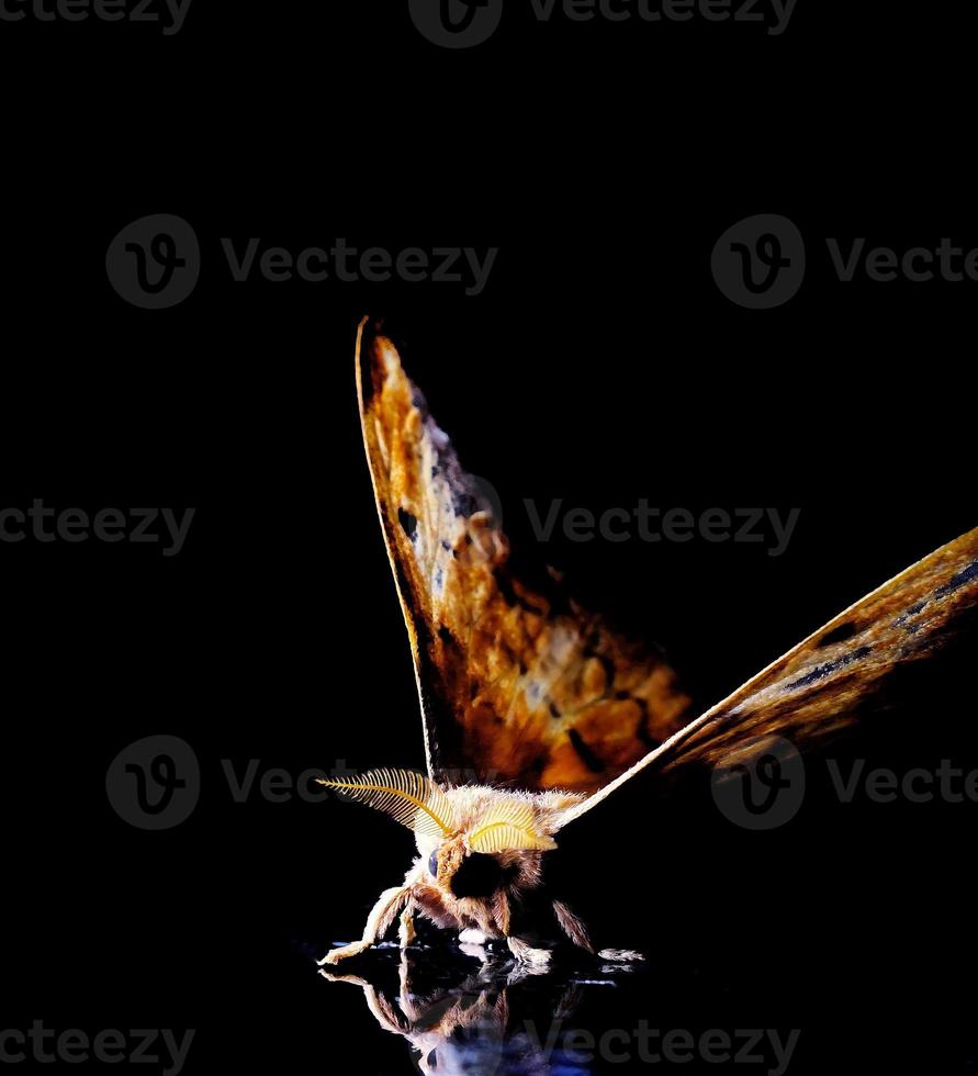 Photo of a moth on a mirror with a dark and black background, creating a beautiful reflection effect.