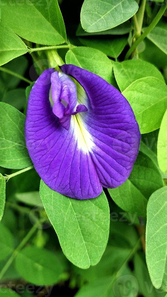 Purple butterfly pea flower Clitoria ternatea is good for health herbal tea, a tropical plant with beautiful petals and green leaves photo