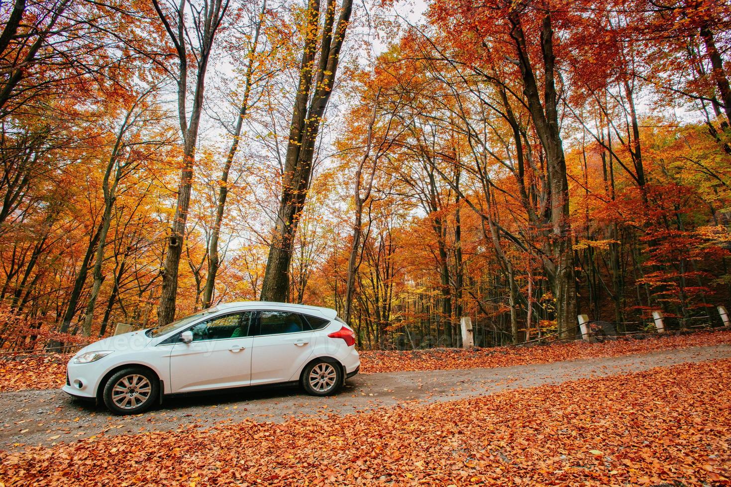 car on a forest path photo