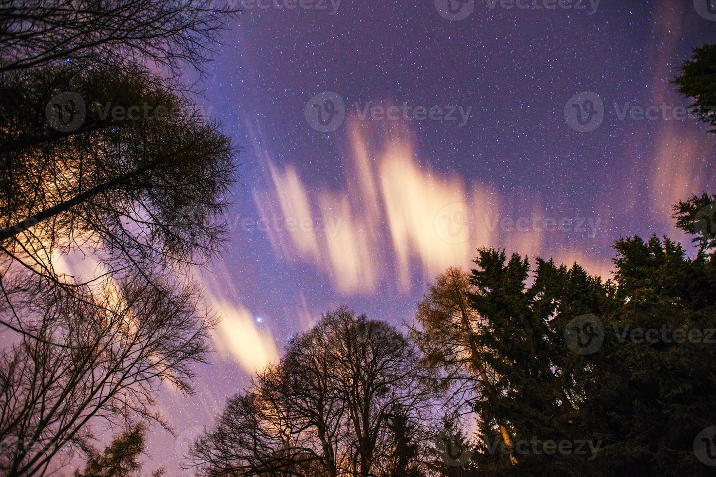 Starry sky through the trees photo