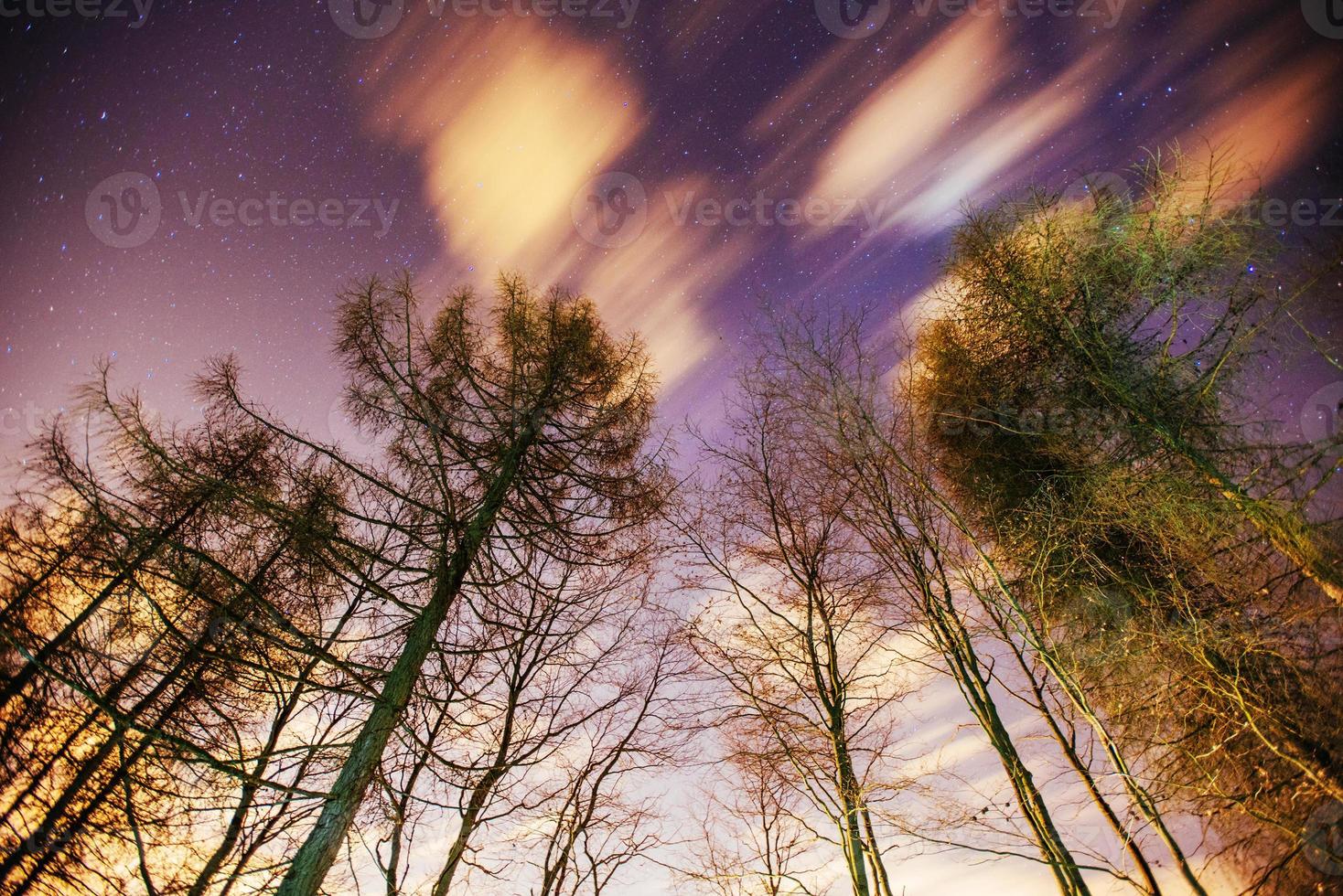 Starry sky through the trees photo