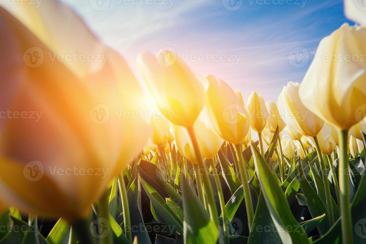 Spring background with beautiful yellow tulips photo