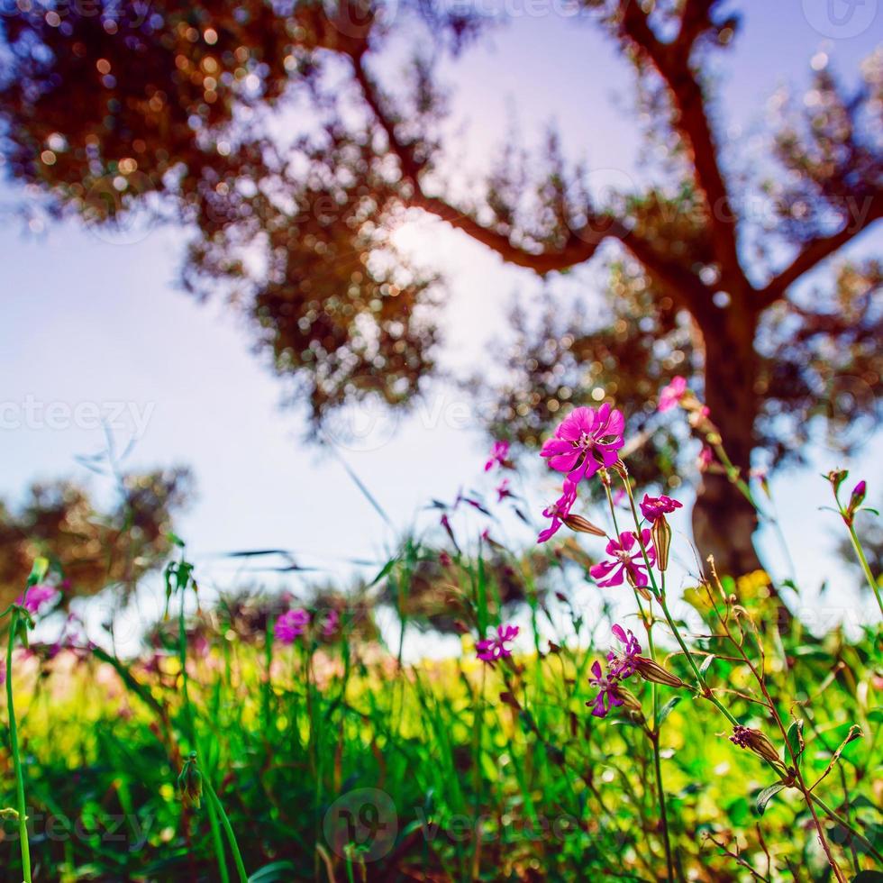Fields of pink flowers in the sun.Natural blurred background. So photo