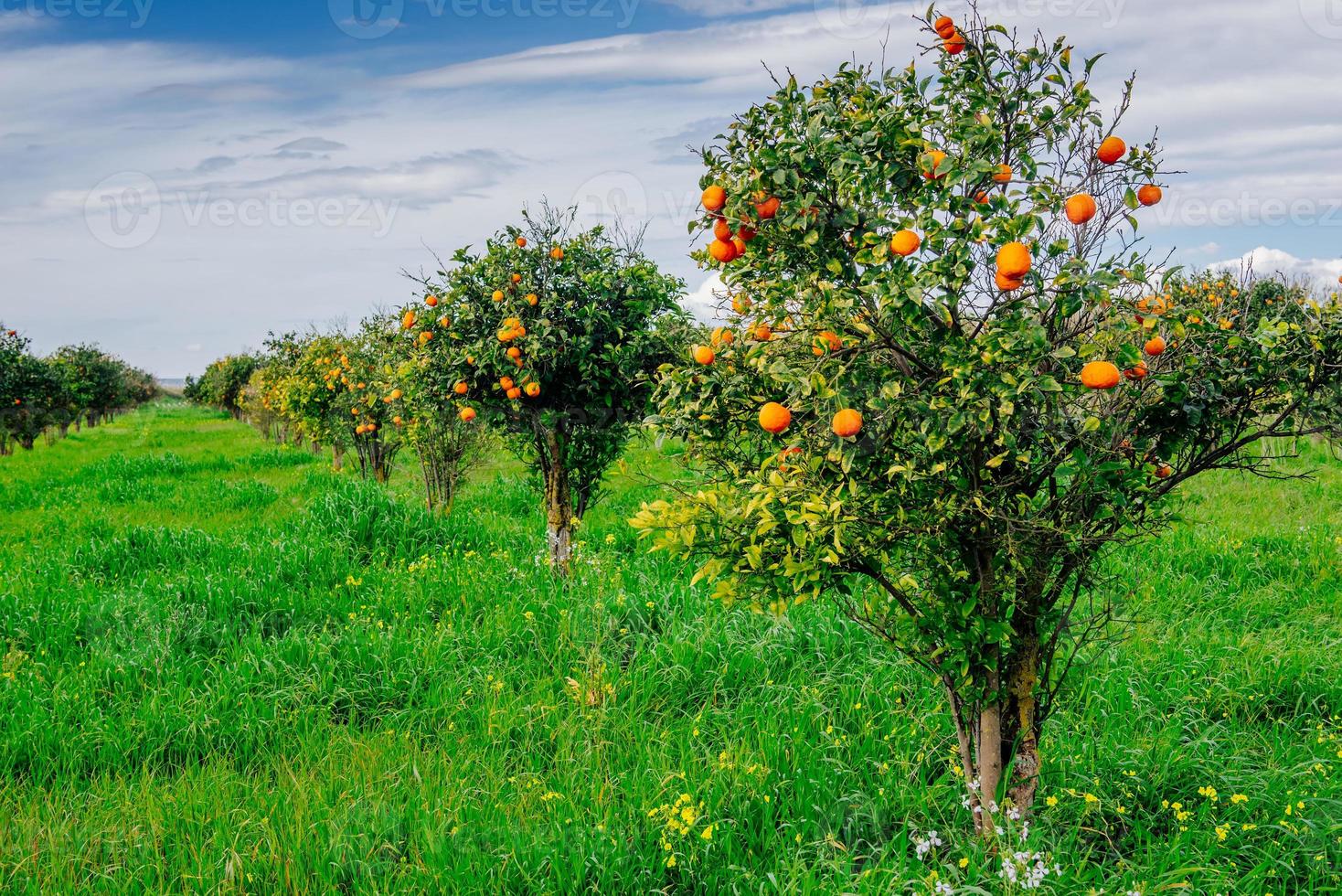 orange trees plantations photo