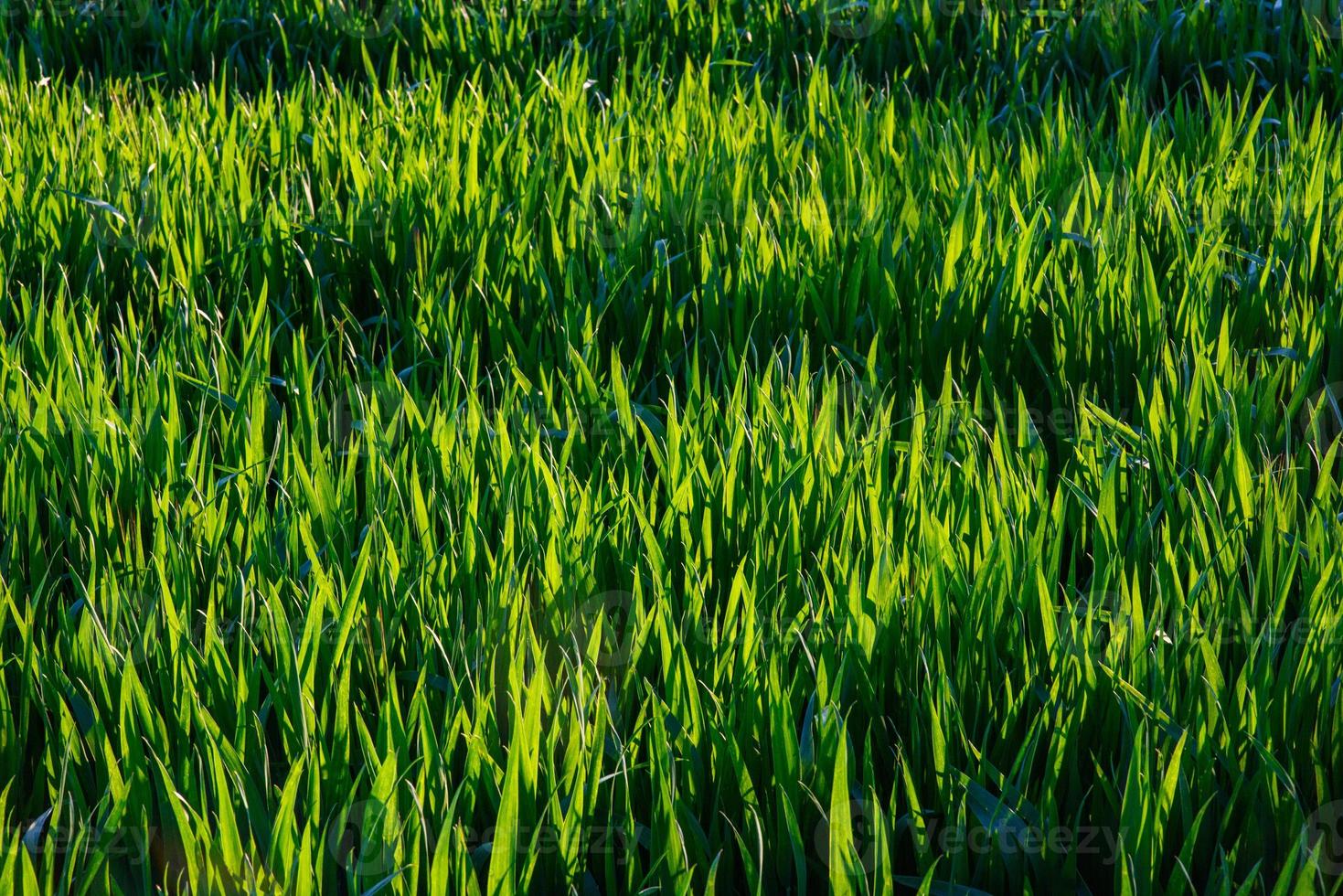 dew drops on bright green grass photo