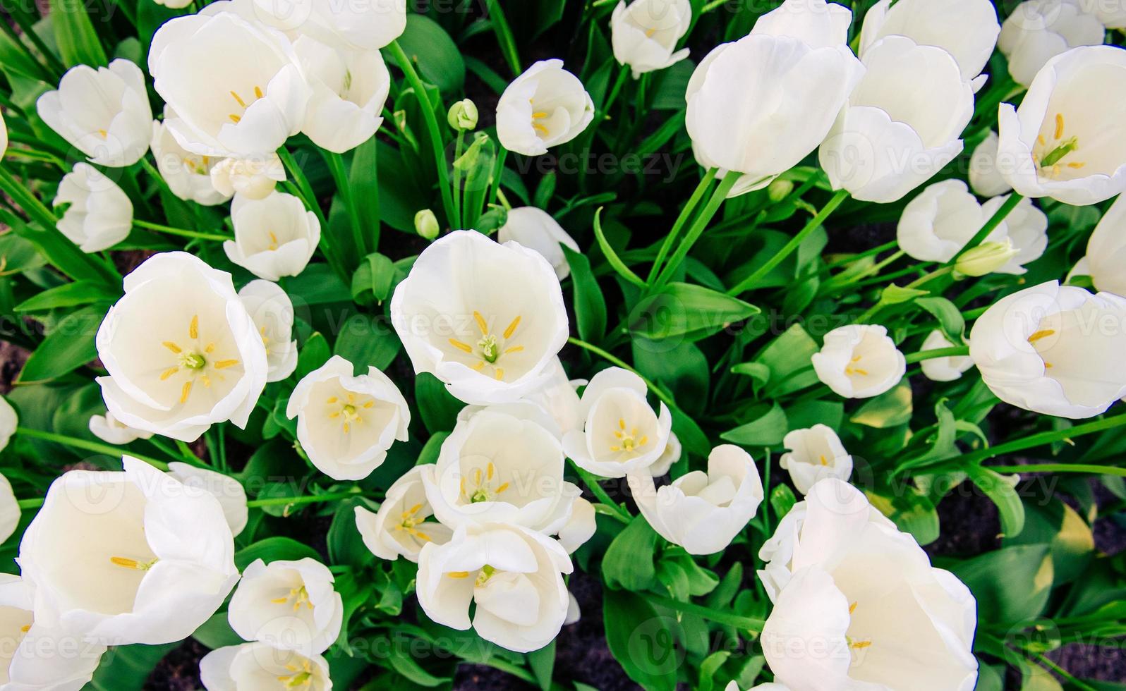 white tulips close up. photo