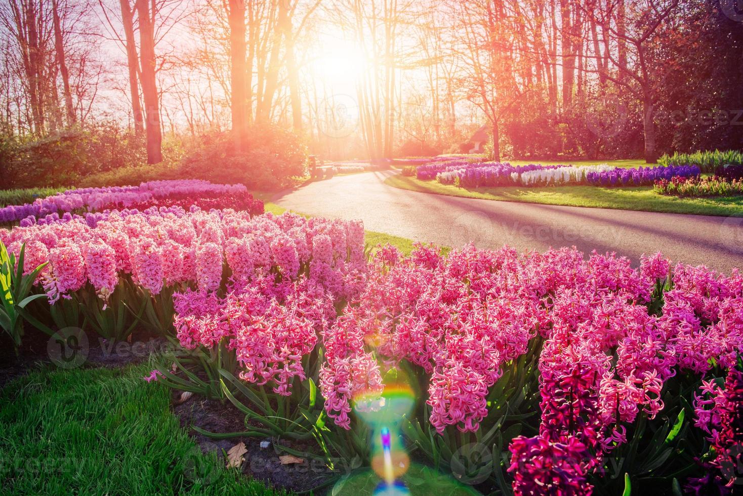 Flower flowerbeds in the park. photo