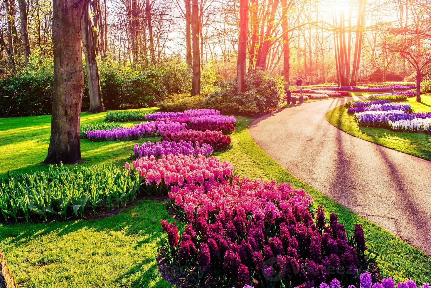 Flower flowerbeds in the park. photo