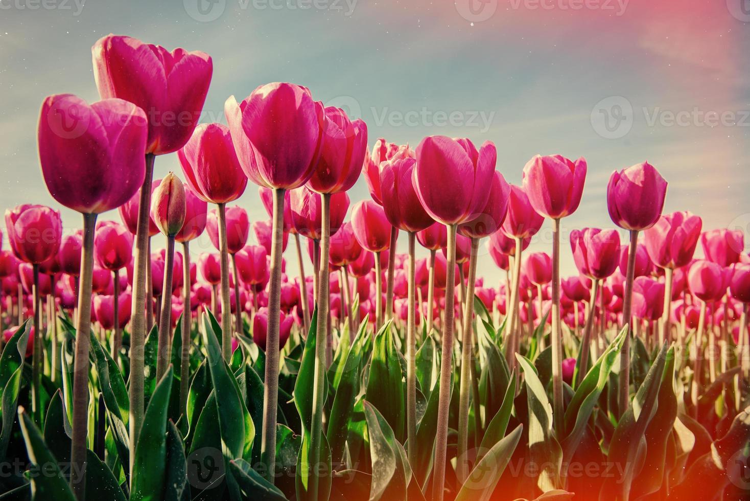 Pink flowers in the gardens photo