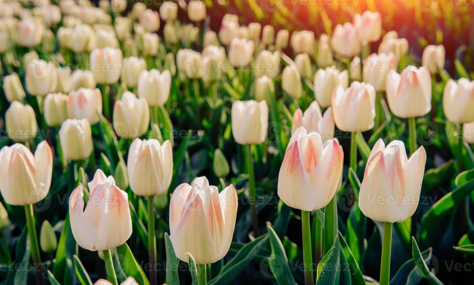 tulipán blanco a través de la luz del sol. foto