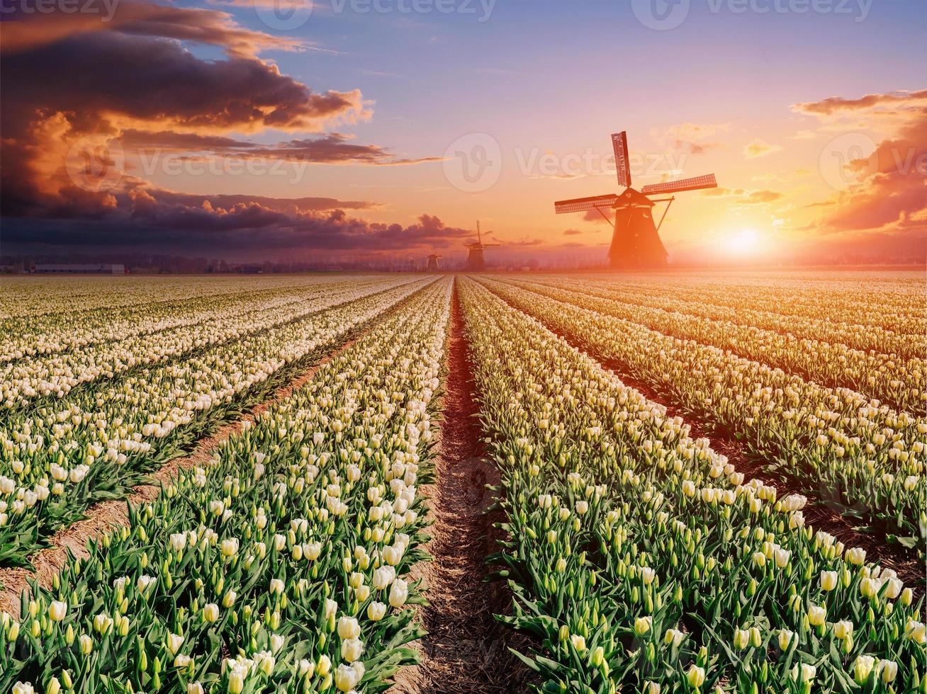 plantación blanca de tulipanes al atardecer. Holanda foto