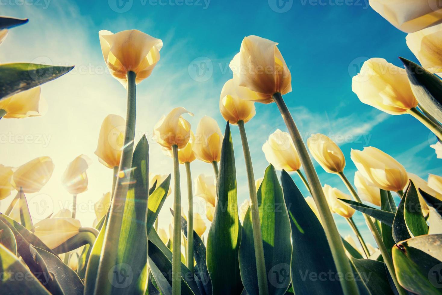 fondo de primavera con hermosos tulipanes amarillos foto
