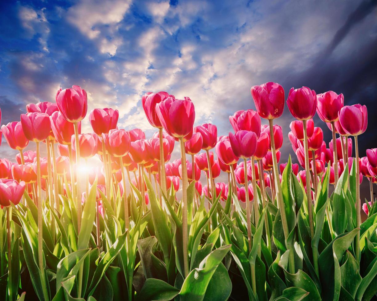 plantación de tulipanes rosas al atardecer. foto