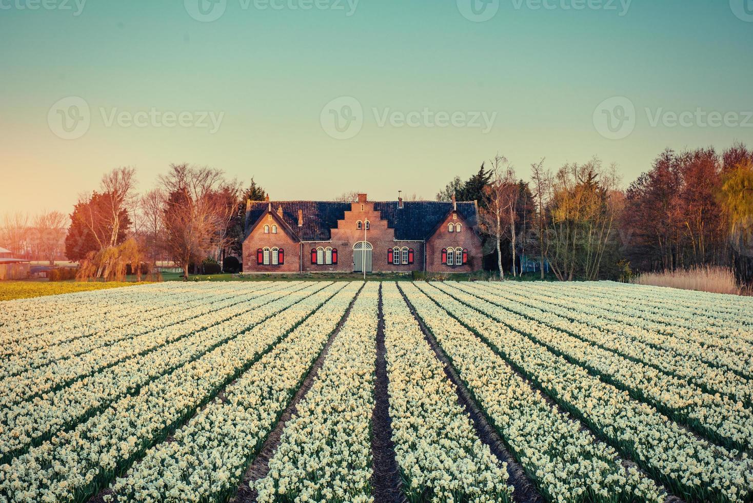 plantación de tulipanes en una granja en holanda foto