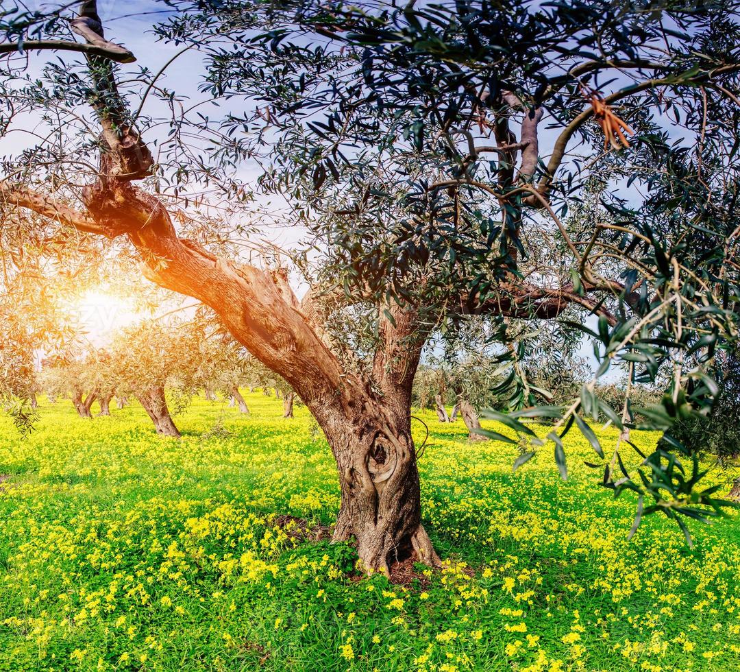 Yellow flowers blooming in the garden photo