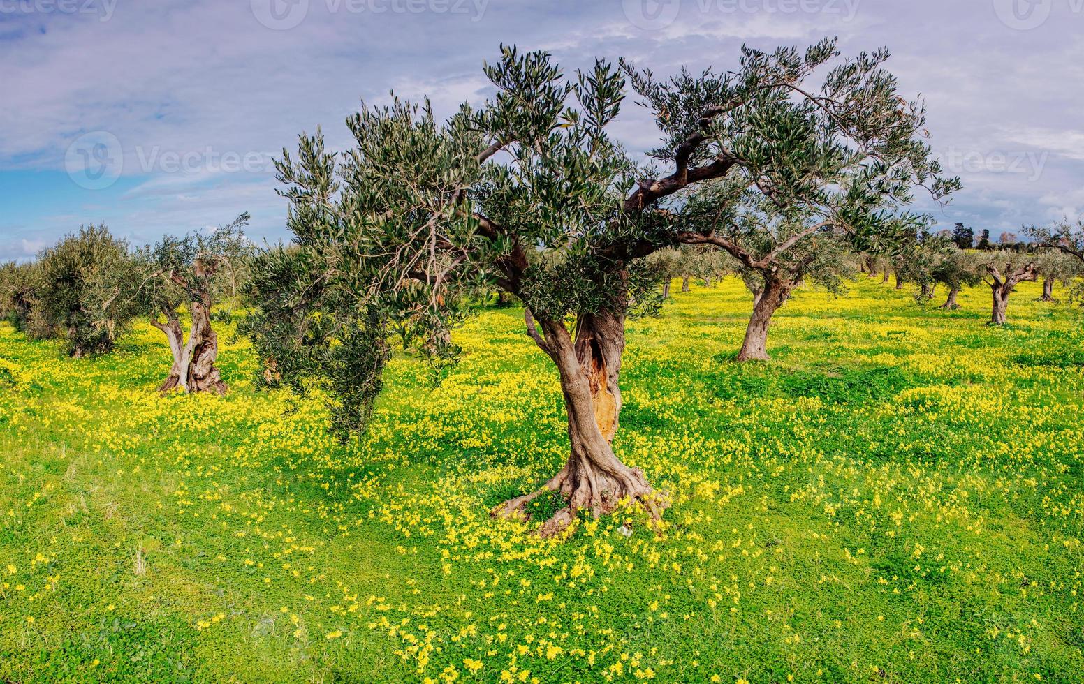 yellow flowers in the garden photo