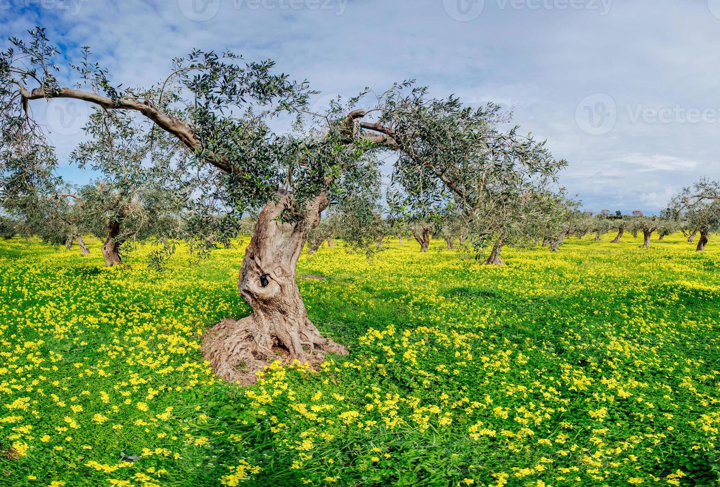 yellow flowers in the garden photo