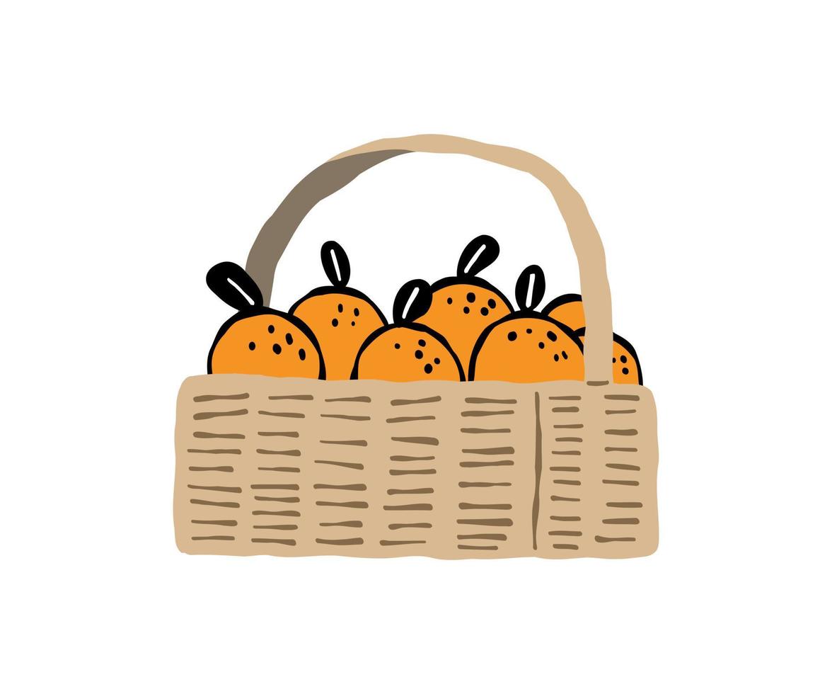 line draw oranges in the basket vector