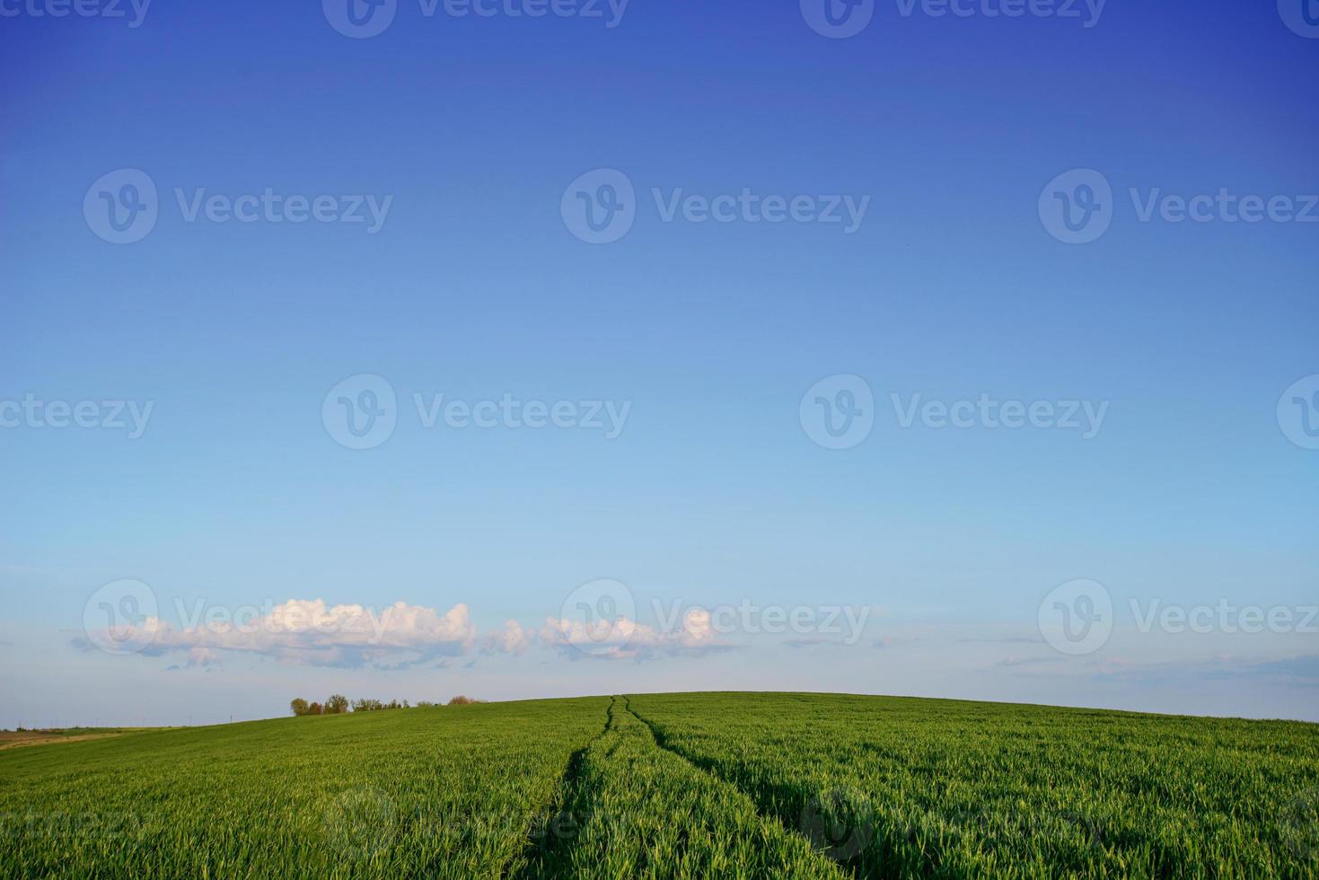 campo de hierba verde foto