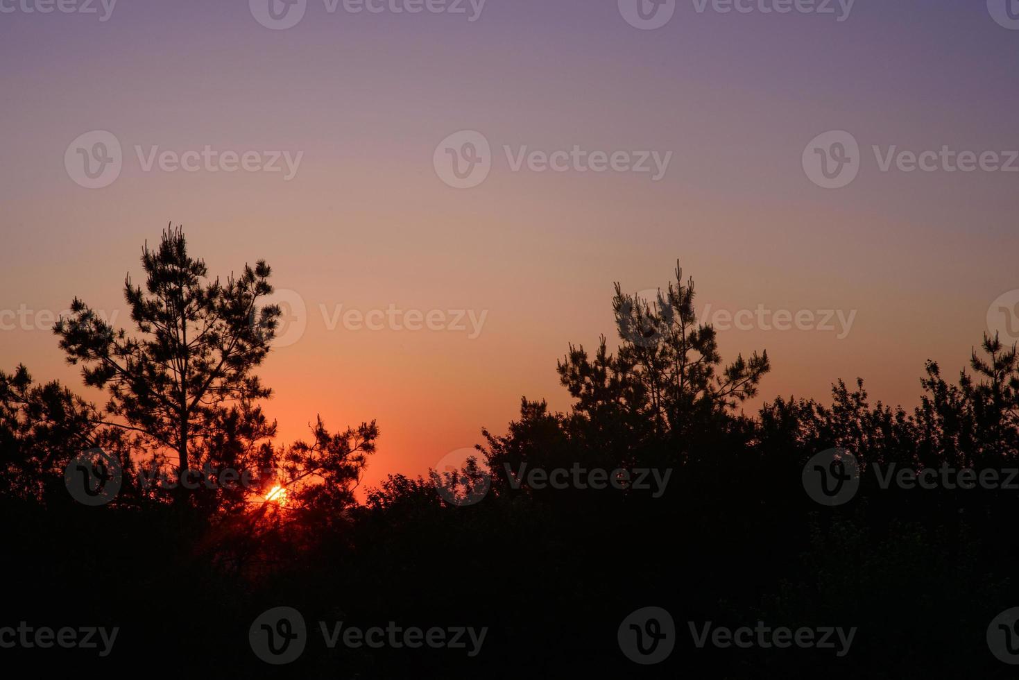 sunset through the trees photo