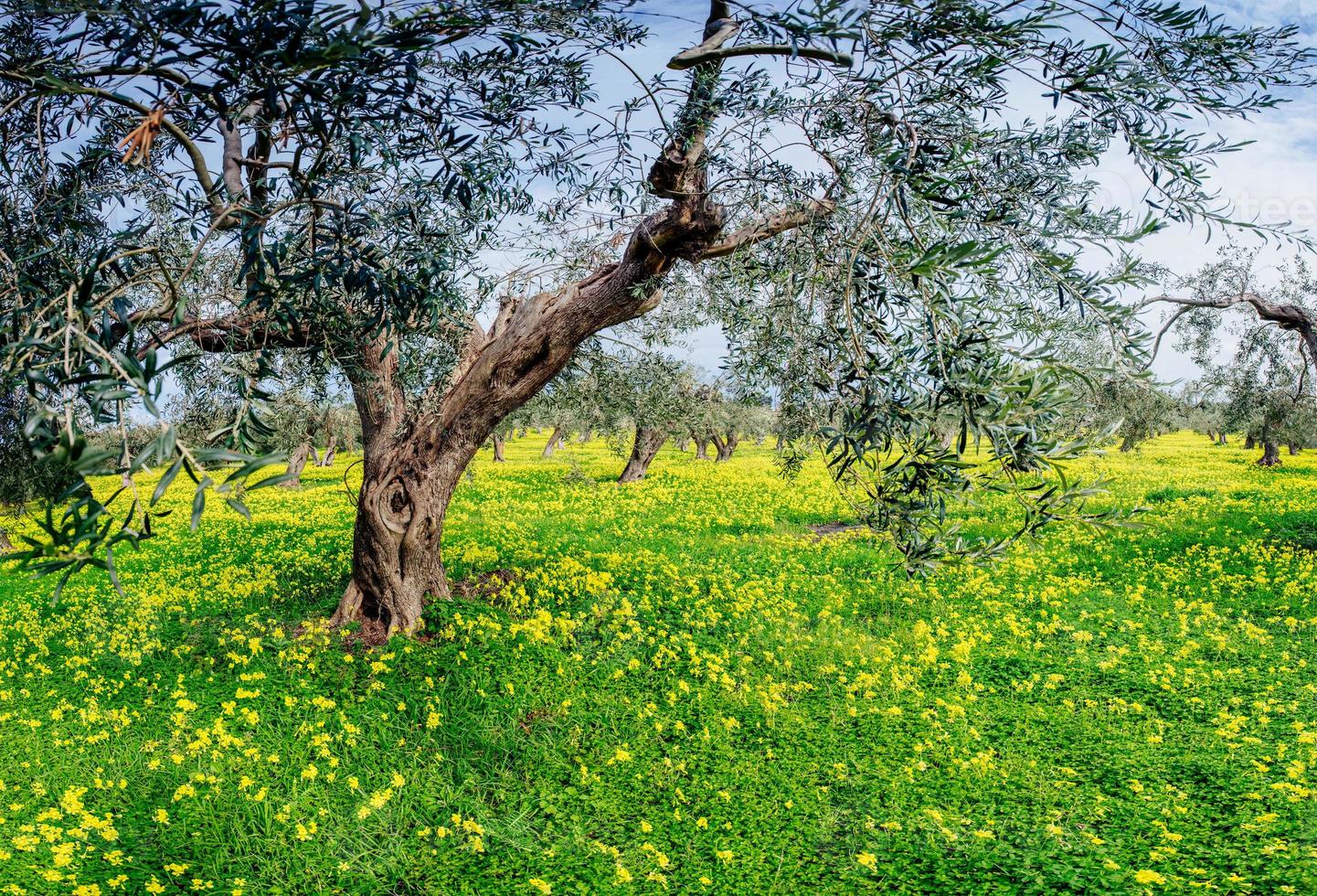 yellow flowers in the garden photo