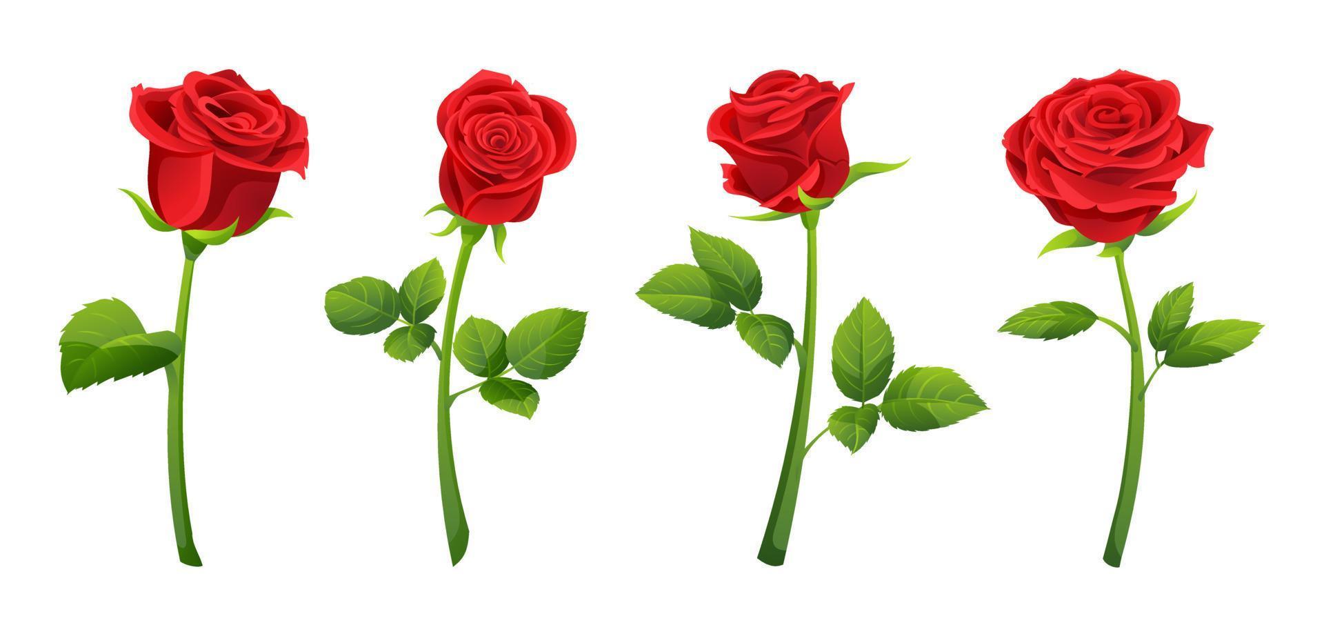 conjunto, de, rosa roja, flores, vector, ilustración vector
