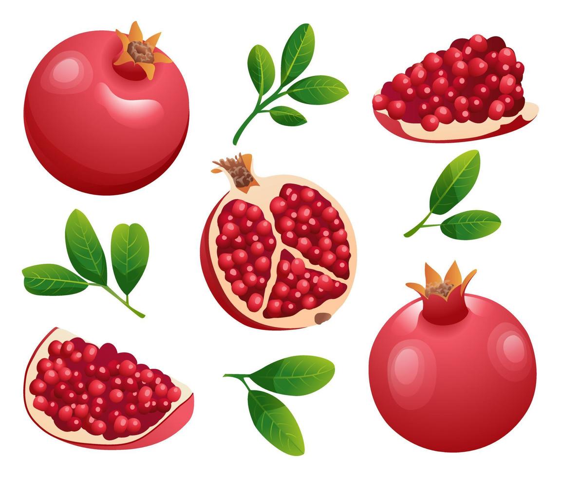 Set of fresh whole, half and cut slice pomegranate illustration isolated on white background vector