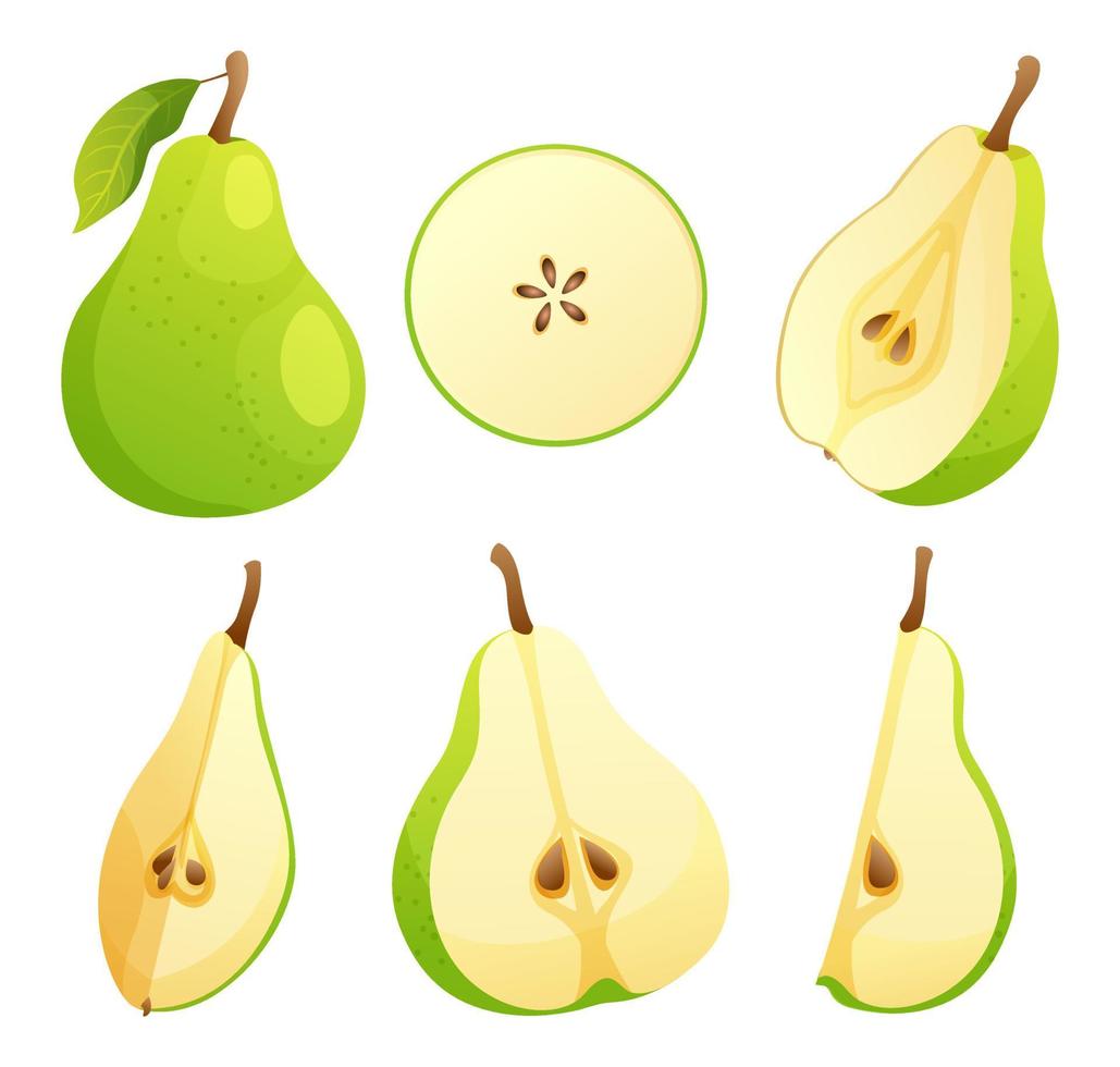 Set of fresh pear fruits whole and half cut illustration isolated on white background vector